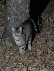 Found/Stray Unknown Cat last seen Bahama rd and  Altdorf , Bahama, NC 27503