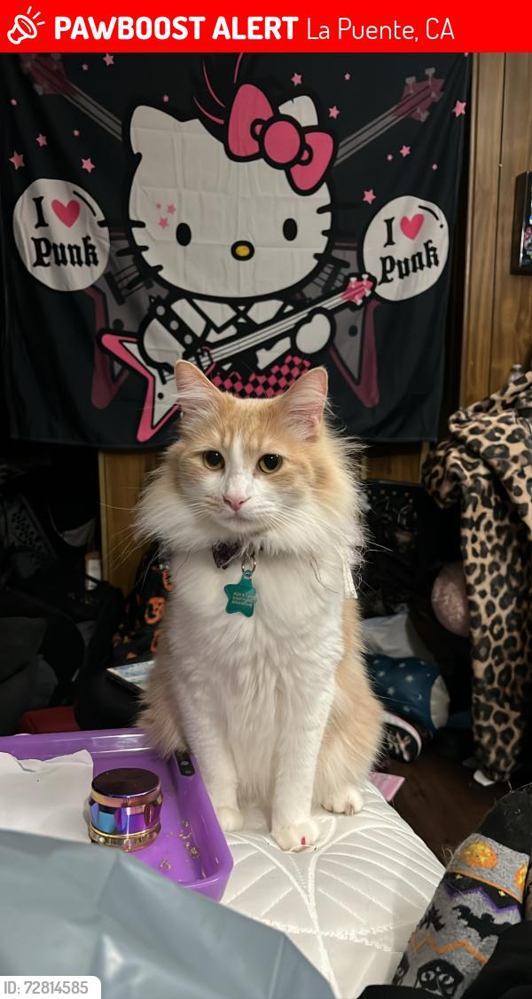 Lost Male Cat last seen inside covina hills mobile  park, La Puente, CA 91744