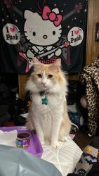 Lost Male Cat last seen inside covina hills mobile  park, La Puente, CA 91744