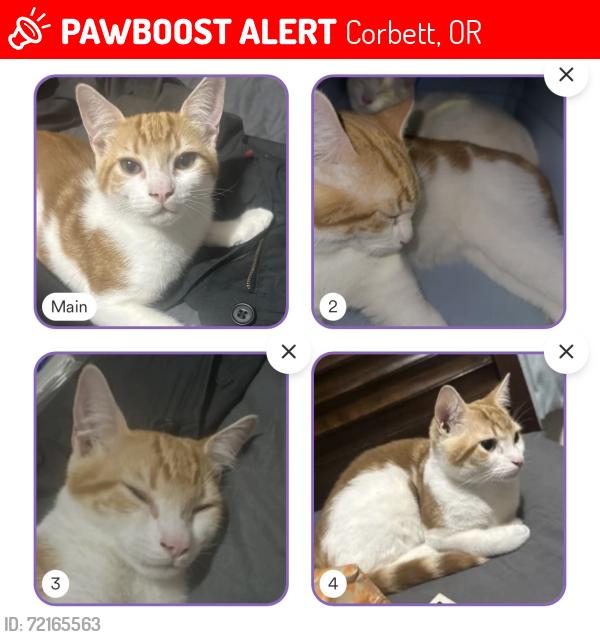 Lost Male Cat last seen East larch mountain rd, Corbett, OR 97019