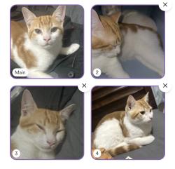 Lost Male Cat last seen East larch mountain rd, Corbett, OR 97019