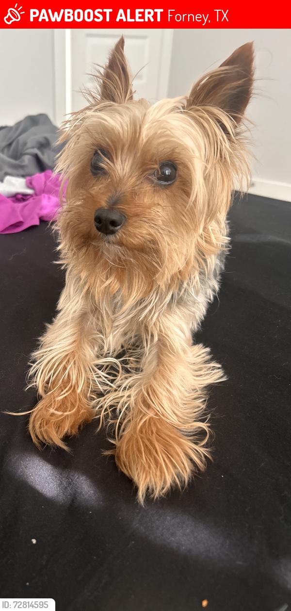 Lost Male Dog last seen Oak creek 740/548, Forney, TX 75126