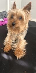 Lost Male Dog last seen Oak creek  740/548, Forney, TX 75126