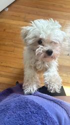 Lost Female Dog last seen In between Whittier & Morang, Detroit, MI 48224