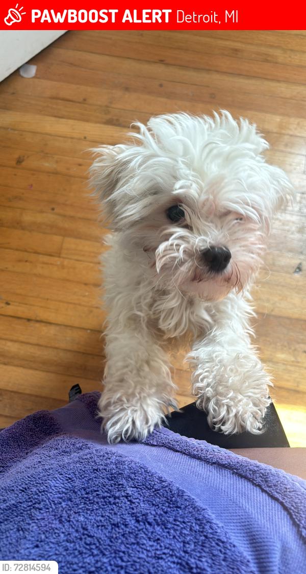 Lost Female Dog last seen In between Whittier & Morang, Detroit, MI 48224