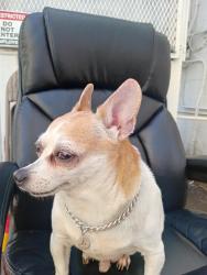 Lost Male Dog last seen 7th and spring at cvs by parking lot was in the steeet trying to cross with traffic stopping him , Los Angeles, CA 90014