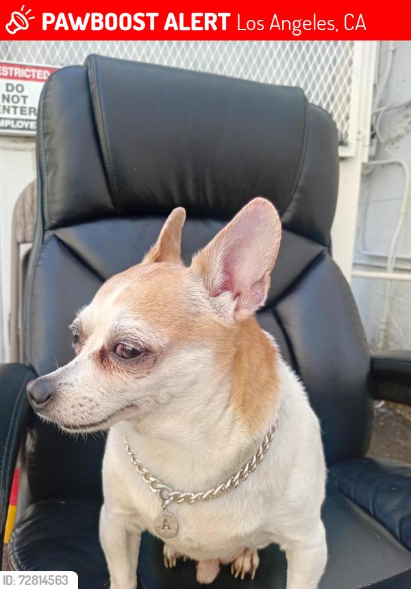 Lost Male Dog last seen 7th and spring at cvs by parking lot was in the steeet trying to cross with traffic stopping him , Los Angeles, CA 90014