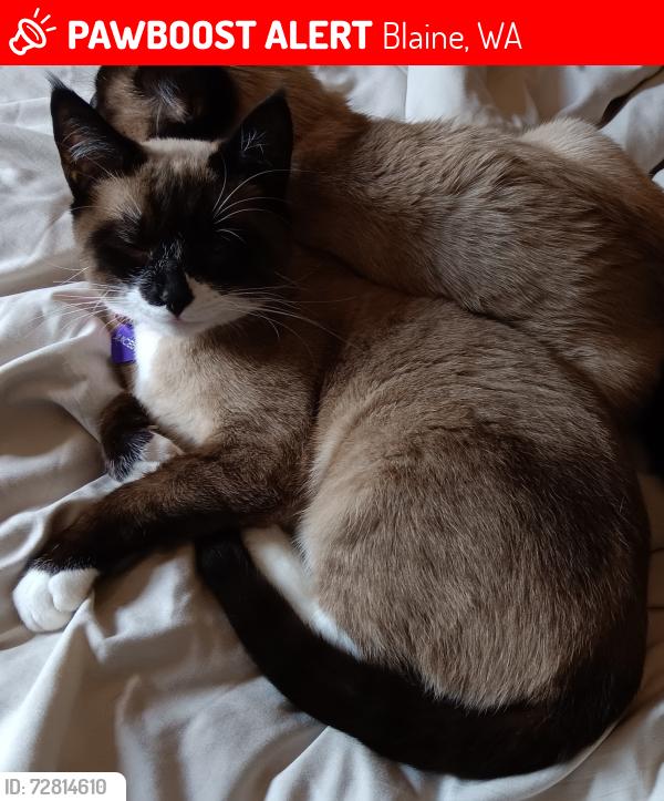 Lost Female Cat last seen Kayak way at Quinault, Blaine, WA 98230