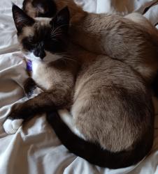 Lost Female Cat last seen Kayak way at Quinault, Blaine, WA 98230