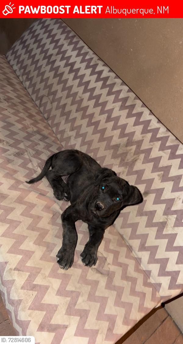 Lost Female Dog last seen 47th and Atrisco  , Albuquerque, NM 87105