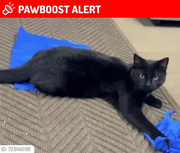 Lost Female Cat last seen Pine island, Plainfield Township, MI 49306
