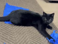 Lost Female Cat last seen Pine island, Plainfield Township, MI 49306