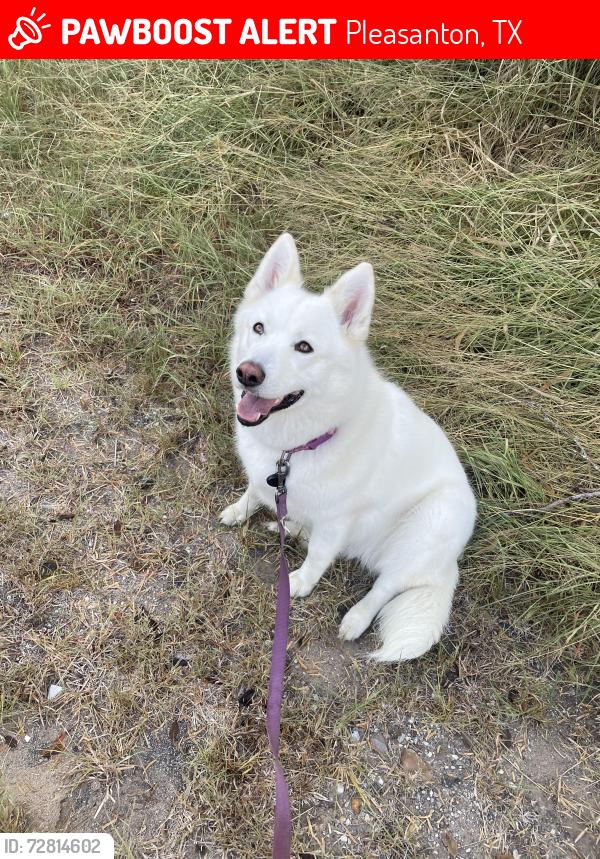Lost Female Dog last seen Cecelia Ln, Pleasanton TX by I-37, Pleasanton, TX 78064