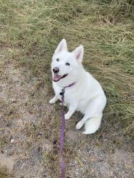 Lost Female Dog last seen Cecelia Ln, Pleasanton TX by I-37, Pleasanton, TX 78064