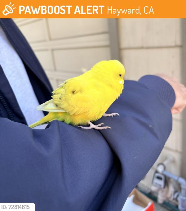 Found/Stray Unknown Bird last seen Walpert and 2nd Street, Hayward, CA 94541