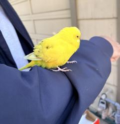 Found/Stray Unknown Bird last seen Walpert and 2nd Street, Hayward, CA 94541