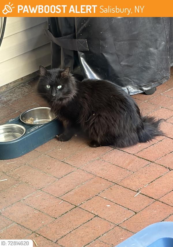 Found/Stray Unknown Cat last seen Hearth & handy, Salisbury, NY 11590