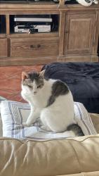 Lost Female Cat last seen w. plantation circle, Plantation, FL 33324