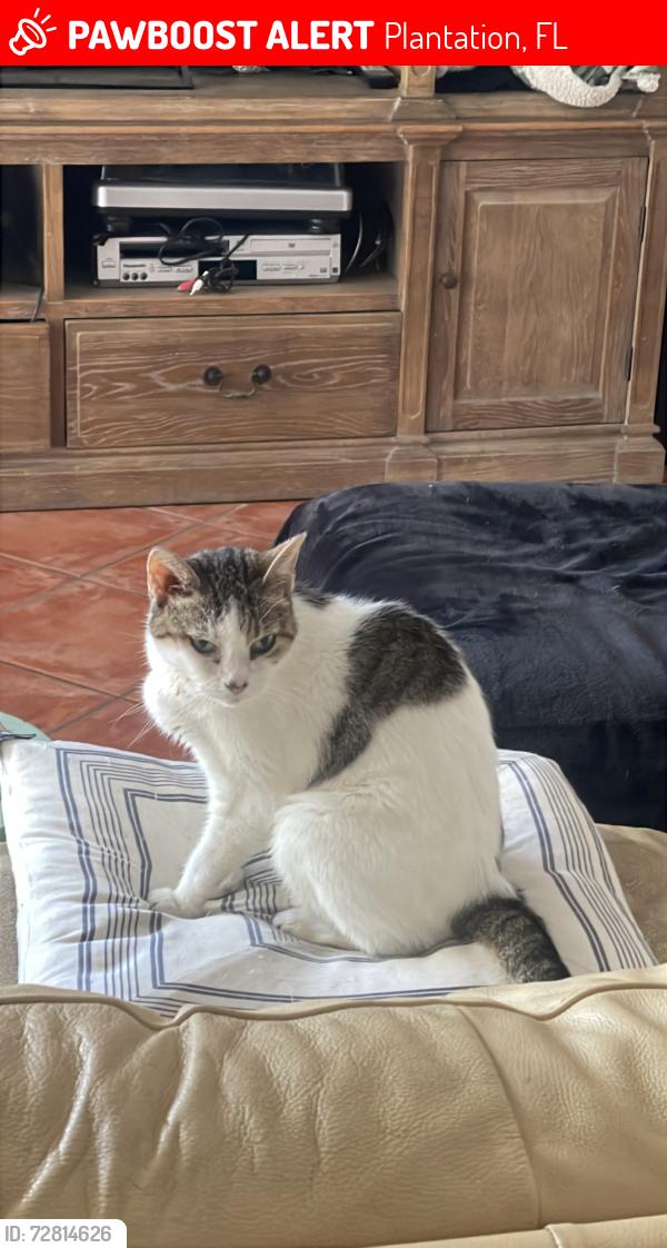 Lost Female Cat last seen w. plantation circle, Plantation, FL 33324