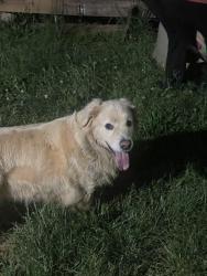 Found/Stray Female Dog last seen Near Seymour High School, Seymour, TN 37865