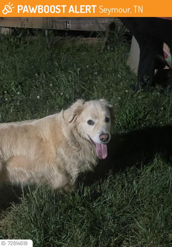 Found/Stray Female Dog last seen Near Seymour High School, Seymour, TN 37865