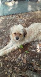 Lost Male Dog last seen Goldenrod rd and Bates rd, Orlando, FL 32792