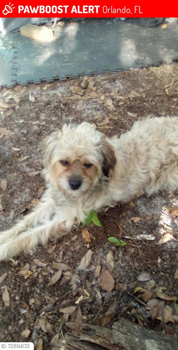 Lost Male Dog last seen Goldenrod rd and Bates rd, Orlando, FL 32792