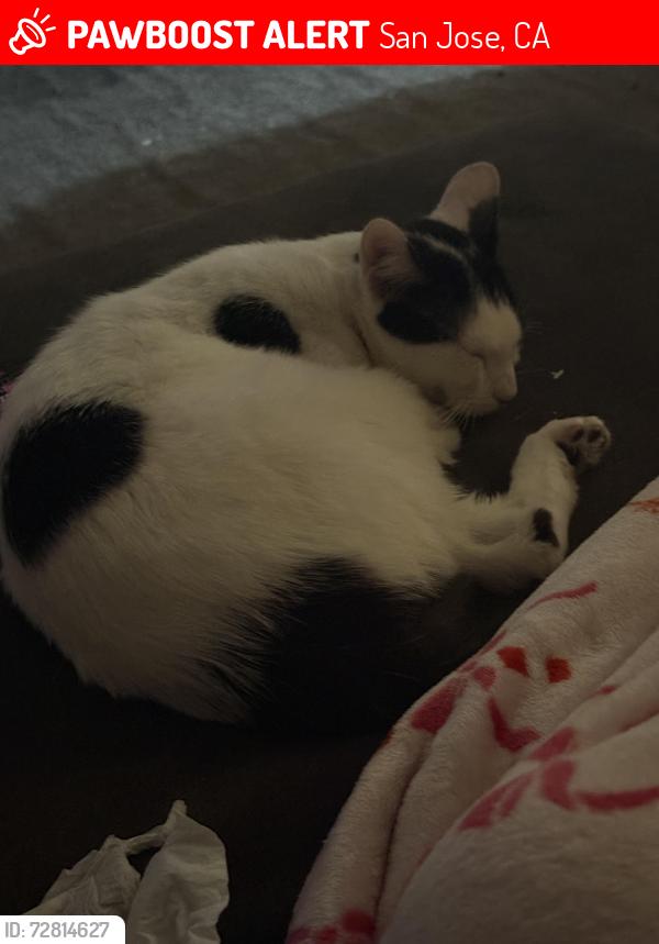 Lost Female Cat last seen Near Marlboro Ct, San Jose, CA 95128