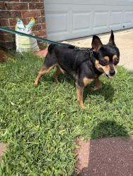 Found/Stray Male Dog last seen Cork St. , North Richland Hills, TX 76180