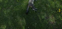 Found/Stray Unknown Cat last seen Cross section of rochester and amhurst st, Iowa City, IA 52245