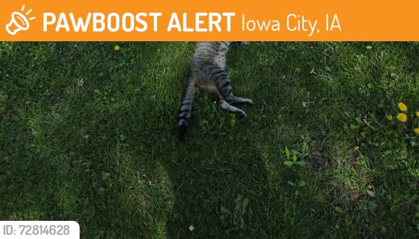 Found/Stray Unknown Cat last seen Cross section of rochester and amhurst st, Iowa City, IA 52245