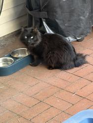 Lost Unknown Cat last seen Hearth & Handy, Salisbury, NY 11590