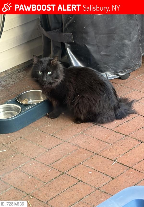 Lost Unknown Cat last seen Hearth & Handy, Salisbury, NY 11590