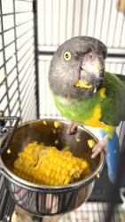 Lost Male Bird last seen Normont drive, Houston, TX 77070