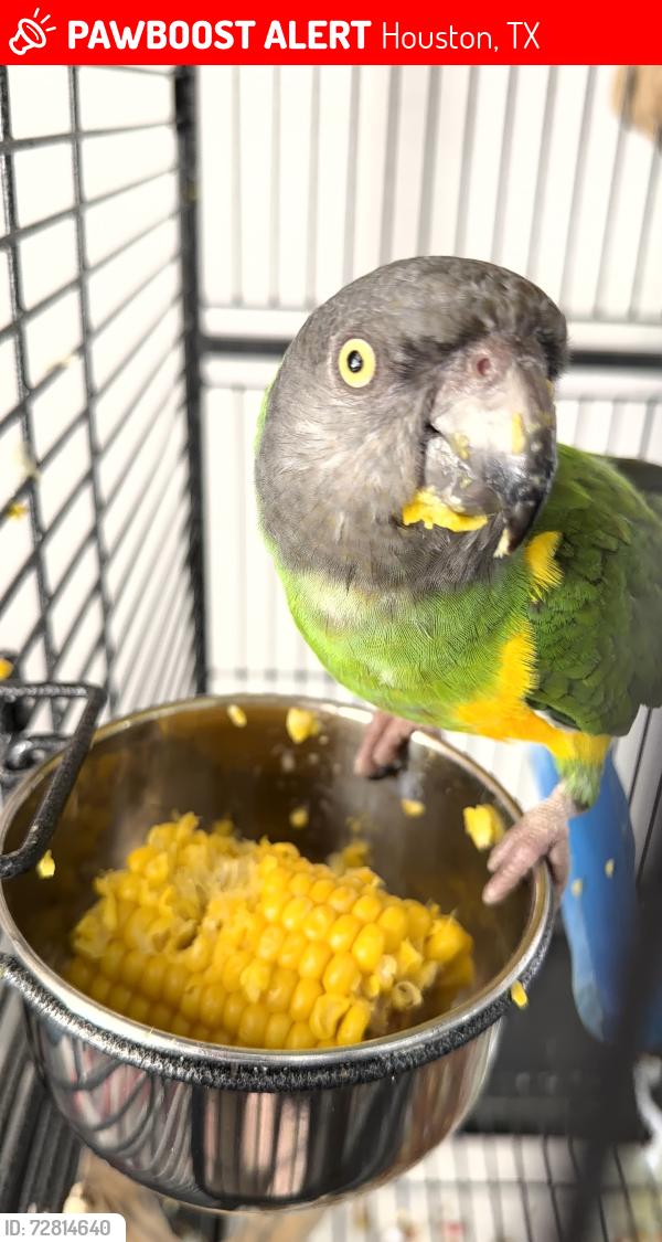 Lost Male Bird last seen Normont drive, Houston, TX 77070