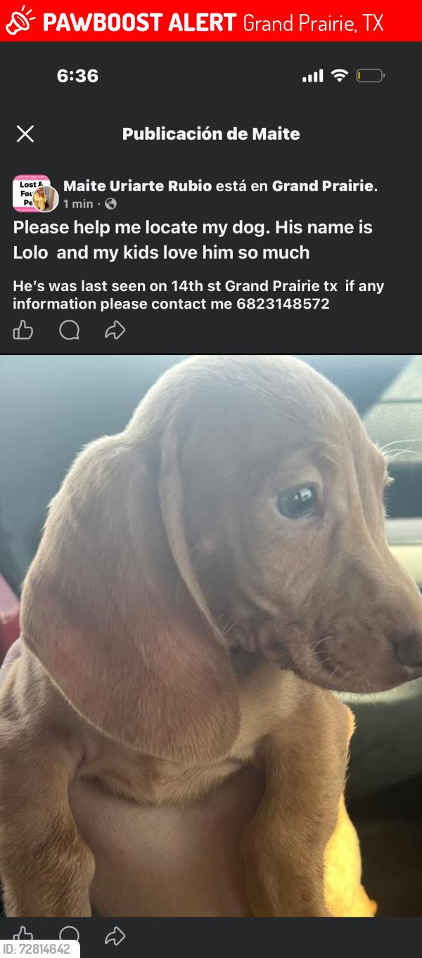 Lost Male Dog last seen 14th st , grand prairie , tx 75050, Grand Prairie, TX 75050