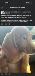 Lost Male Dog last seen 14th st , grand prairie , tx 75050, Grand Prairie, TX 75050