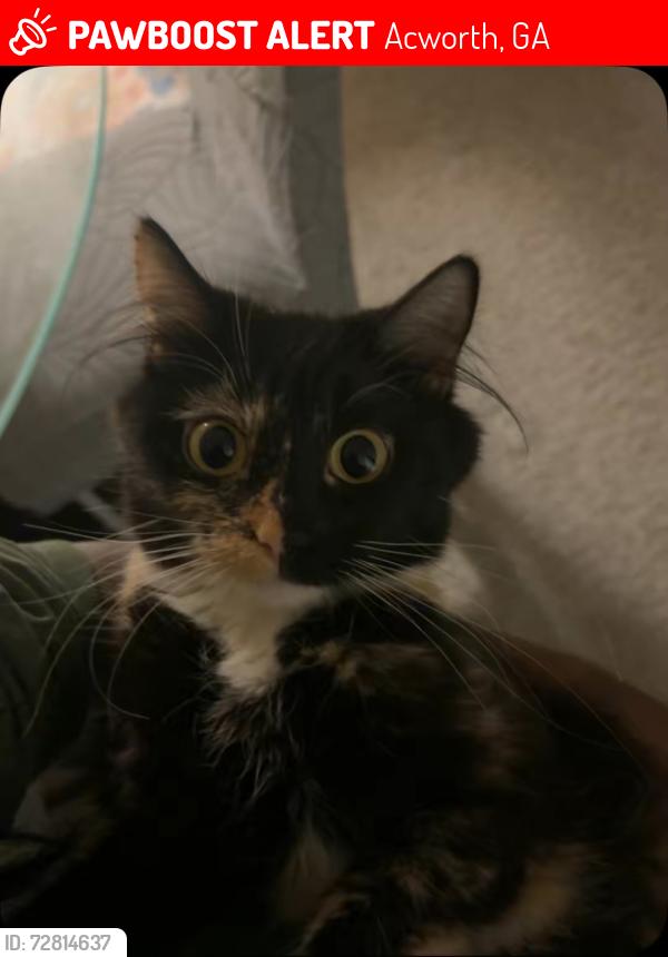 Lost Female Cat last seen The apmt complex, Acworth, GA 30102