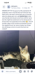 Lost Female Cat last seen deer creek , Fort Worth, TX 76140