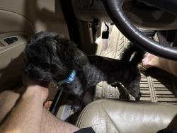 Found/Stray Male Dog last seen Eastchester Ridge apmts , High Point, NC 27265