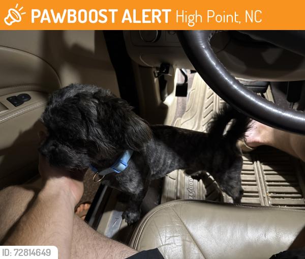 Found/Stray Male Dog last seen Eastchester Ridge apmts , High Point, NC 27265