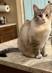 Lost Male Cat last seen Marksheffel and Drennan , Colorado Springs, CO 80925