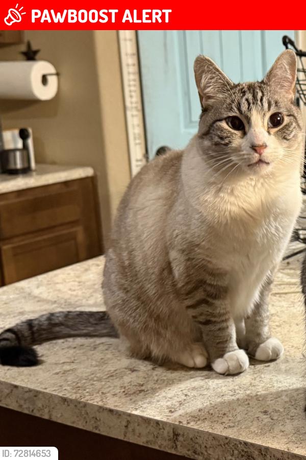 Lost Male Cat last seen Marksheffel and Drennan , Colorado Springs, CO 80925