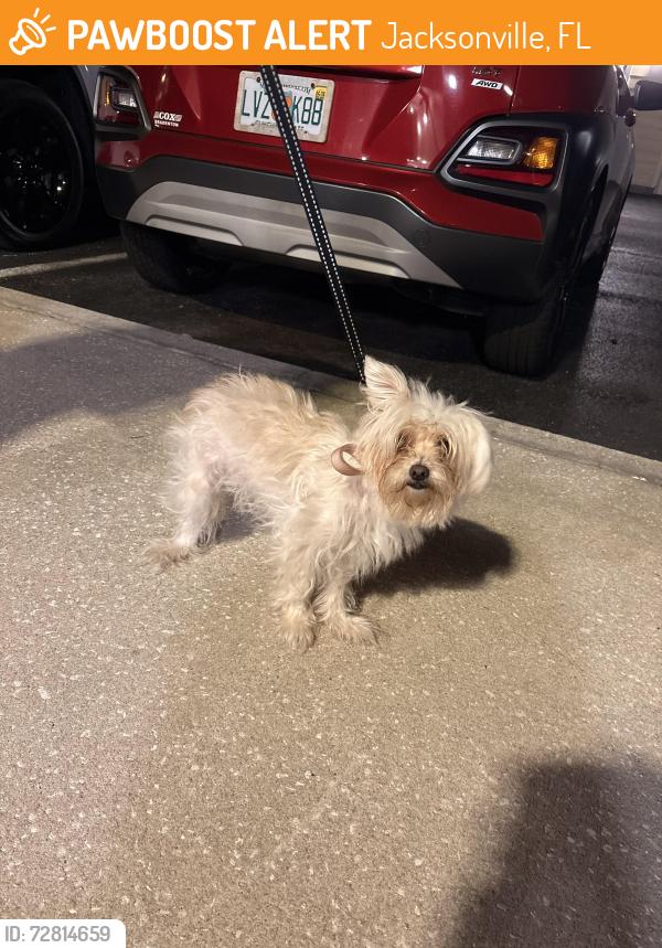 Found/Stray Male Dog last seen Kernan and Beach, Jacksonville, FL 32246