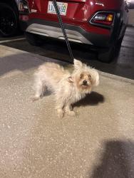 Found/Stray Male Dog last seen Kernan and Beach, Jacksonville, FL 32246