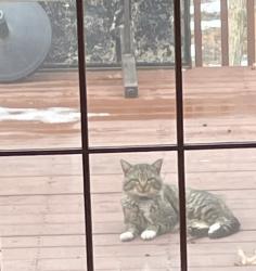 Found/Stray Unknown Cat last seen Frisbee Elementary School , Wolcott, CT 06716