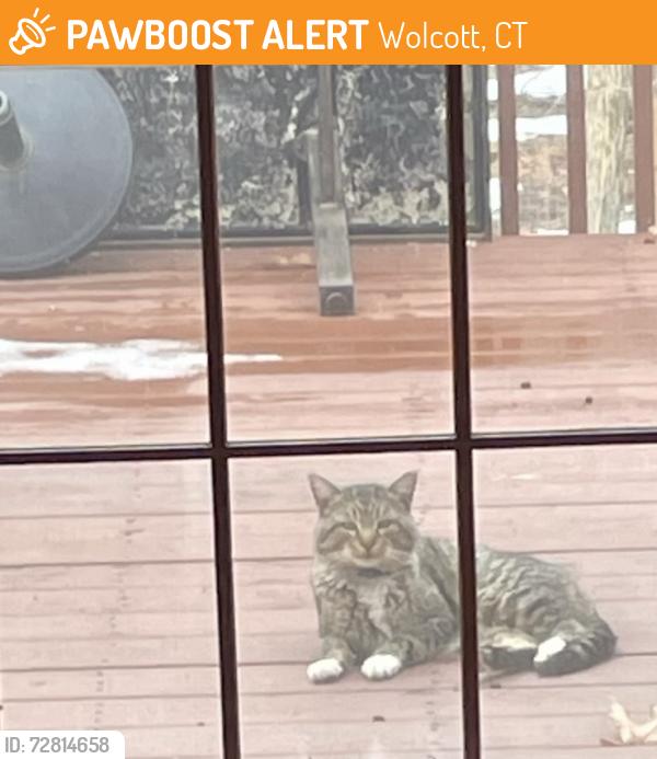 Found/Stray Unknown Cat last seen Frisbee Elementary School, Wolcott, CT 06716