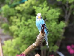 Lost Female Bird last seen Quail Hill, Irvine, CA 92603