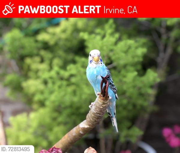 Lost Female Bird last seen Quail Hill, Irvine, CA 92603