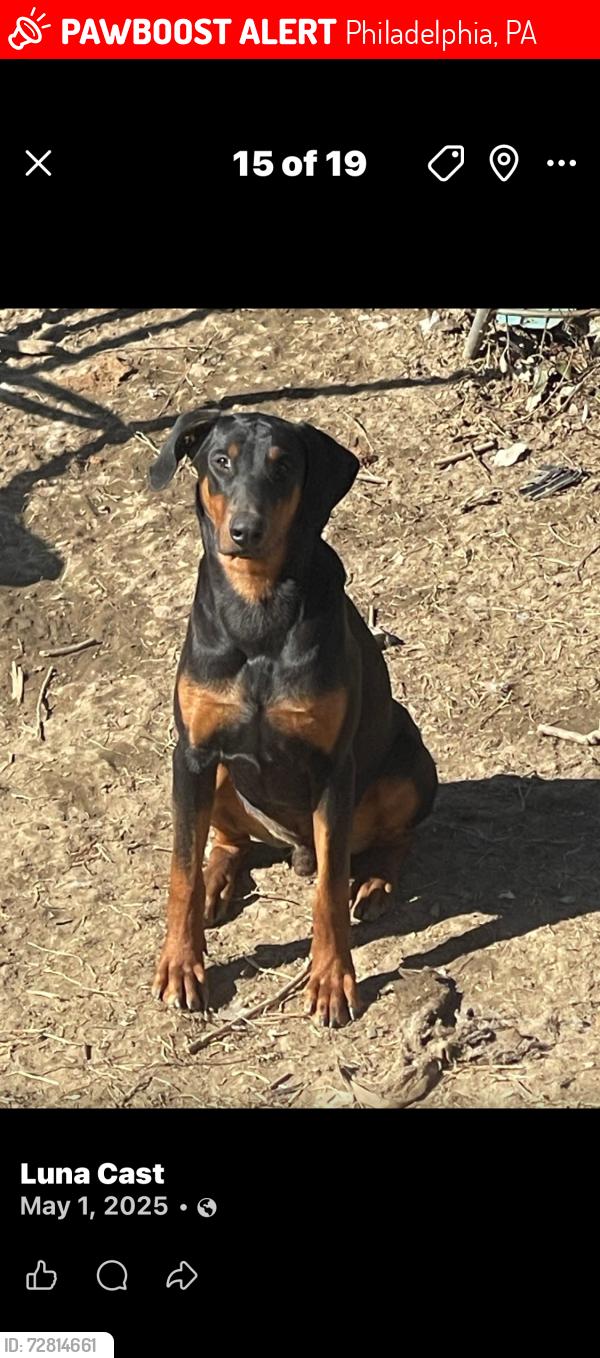 Lost Male Dog last seen Margaret, Philadelphia, PA 19152